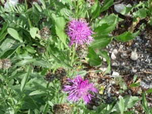 Copie de LA Foux Dallos 013